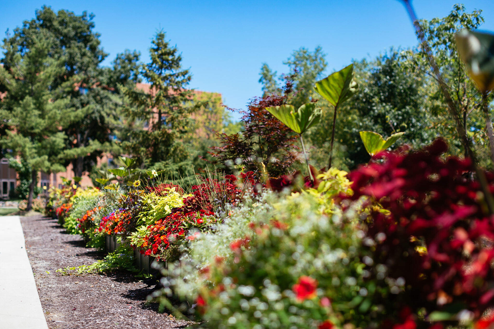 garden