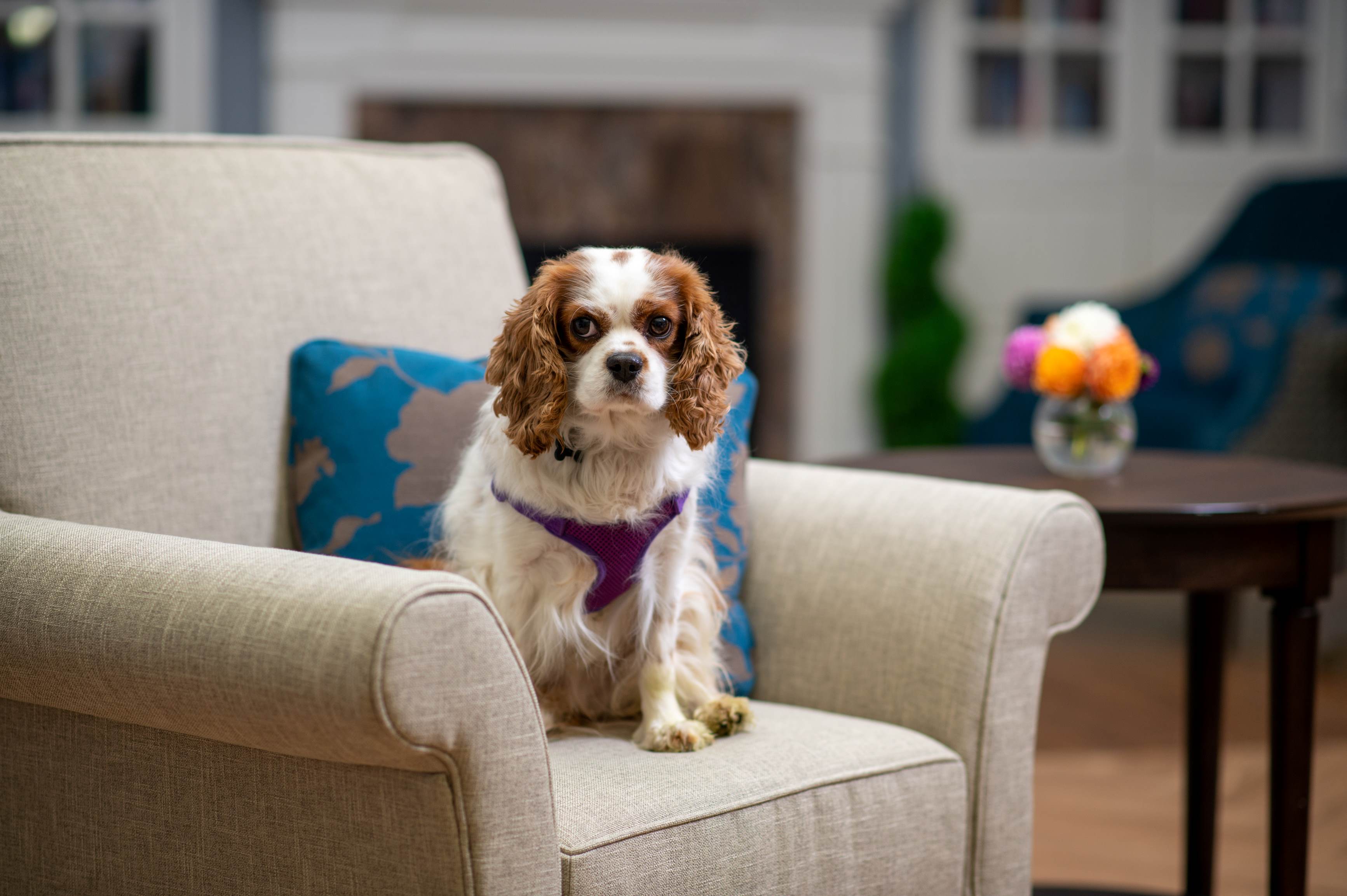 dog on a chair