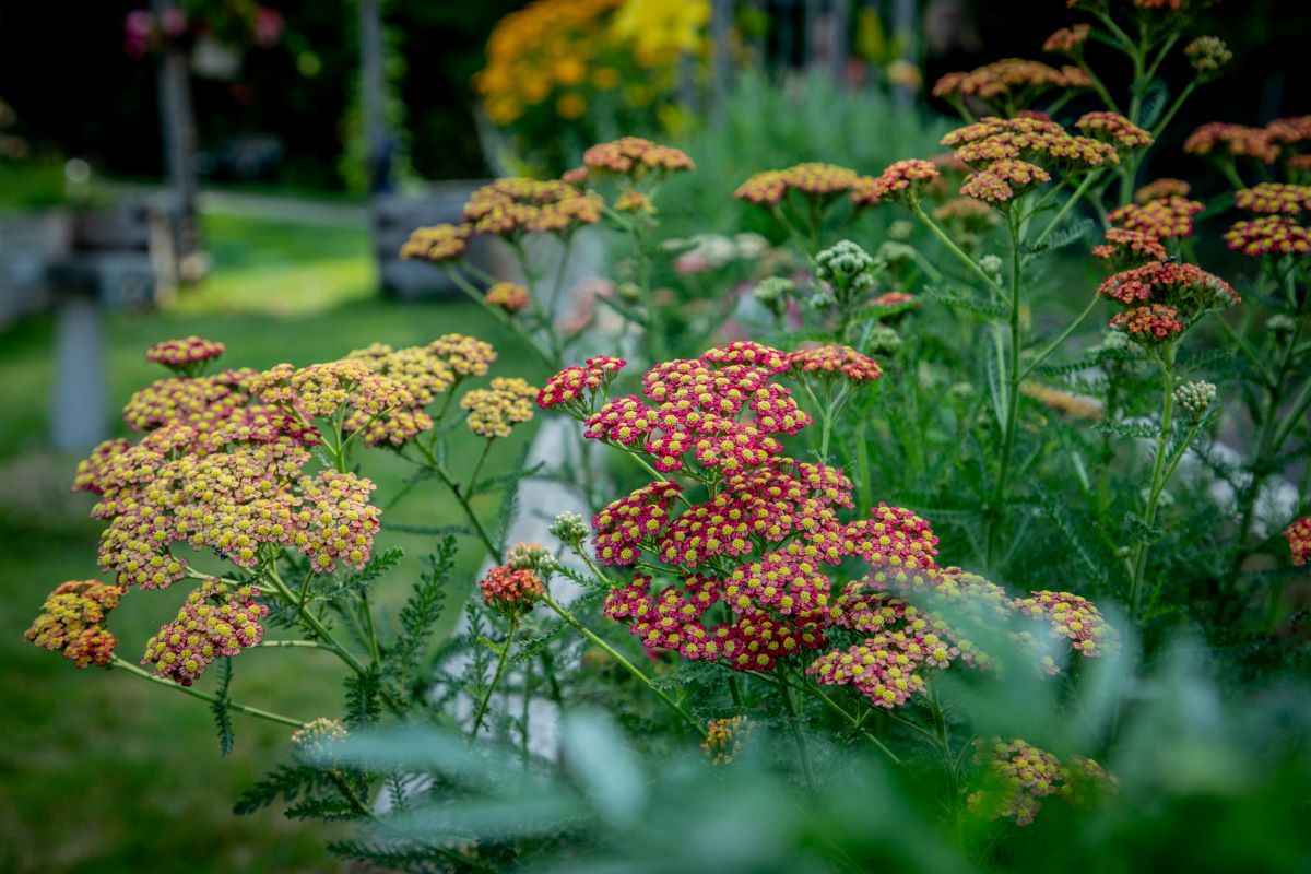 landscape image showcasing a variety of yellow, red and orange flowers from our campus in Muskegon